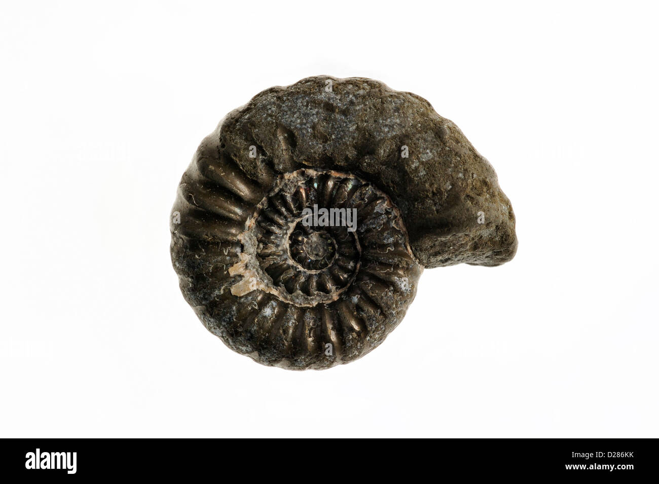 Fósiles de ammonites Promicroceras planicosta de Lyme Regis, la Costa Jurásica, en Dorset, en el sur de Inglaterra, Reino Unido. Foto de stock
