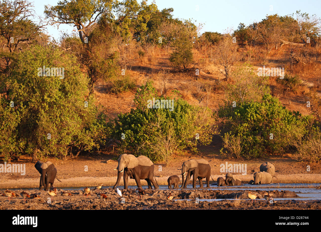 Loxodonta africana; los elefantes en Riverside de Chobe, Botsuana Foto de stock