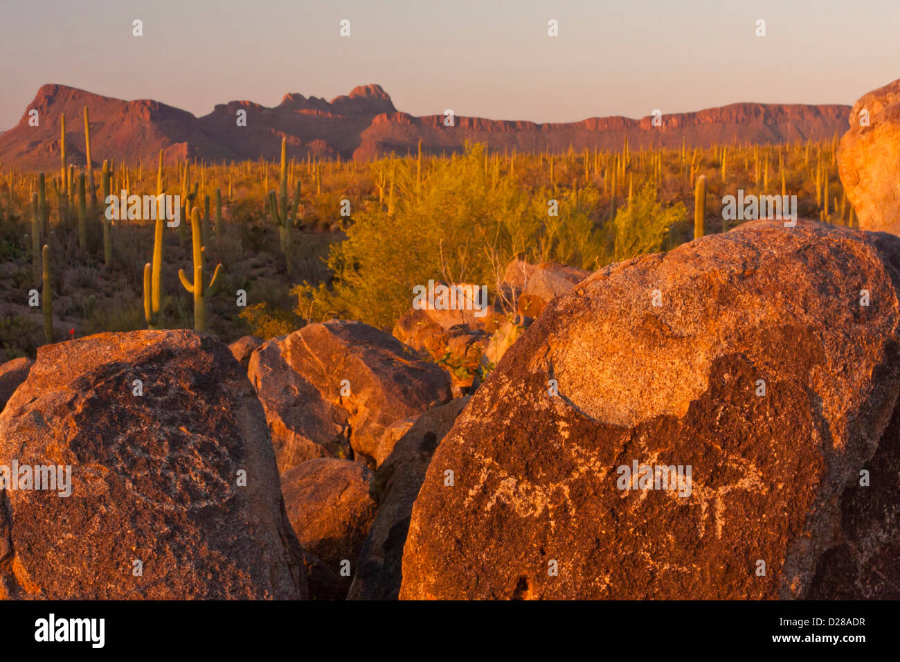 Ee.Uu., Arizona, en el Condado de Pima, el Saguaro National Park, el Desierto de Sonora. Cacto Saguaro y petroglifos. Foto de stock