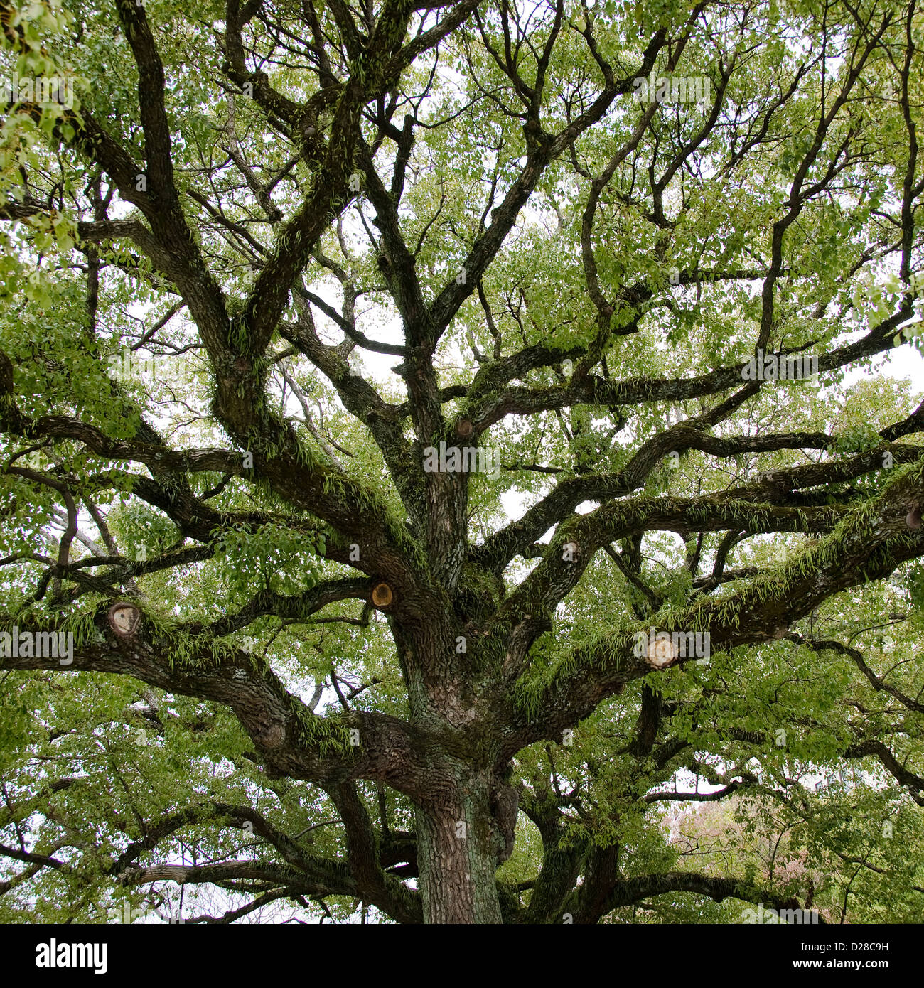 Copa del árbol visto desde abajo con viejas ramas anchas y epifitas Foto de stock