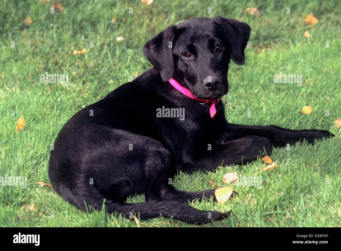 Cachorro Labrador Retriever negro Fotografía de stock - Alamy