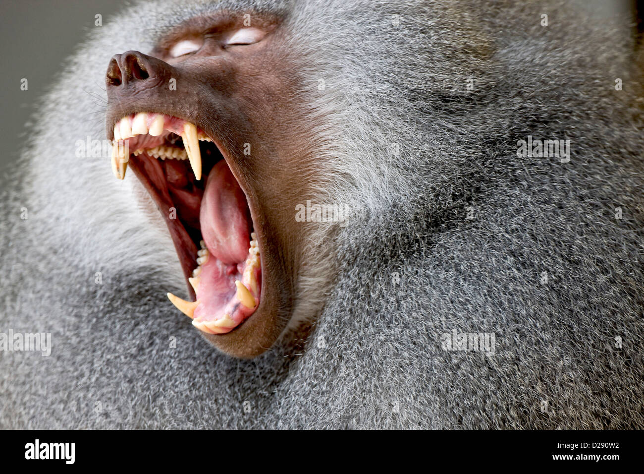 Roaring babuino varón Foto de stock