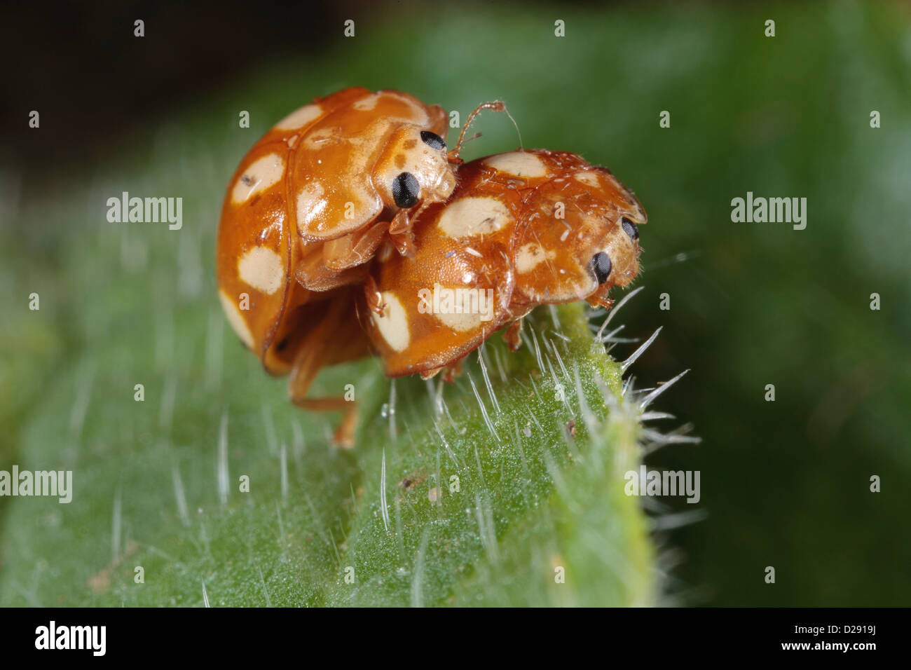 Mariquita escarabajos Calvia decemguttata adosado en una hoja. Ariege Pyrenees, Francia. Junio Foto de stock