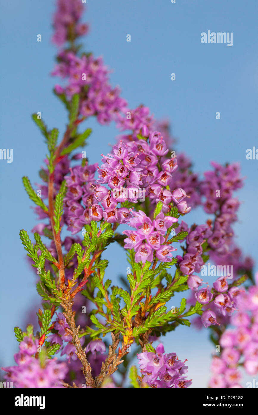 Flores de brezo común o Ling (Calluna vulgaris). Powys, Gales. De septiembre. Foto de stock