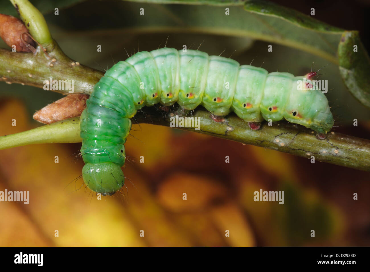 Full-crecido una larva de la polilla Coxcomb prominente (Ptilodon feedind capucinai) en una hoja de roble. Powys, Gales. De octubre. Foto de stock