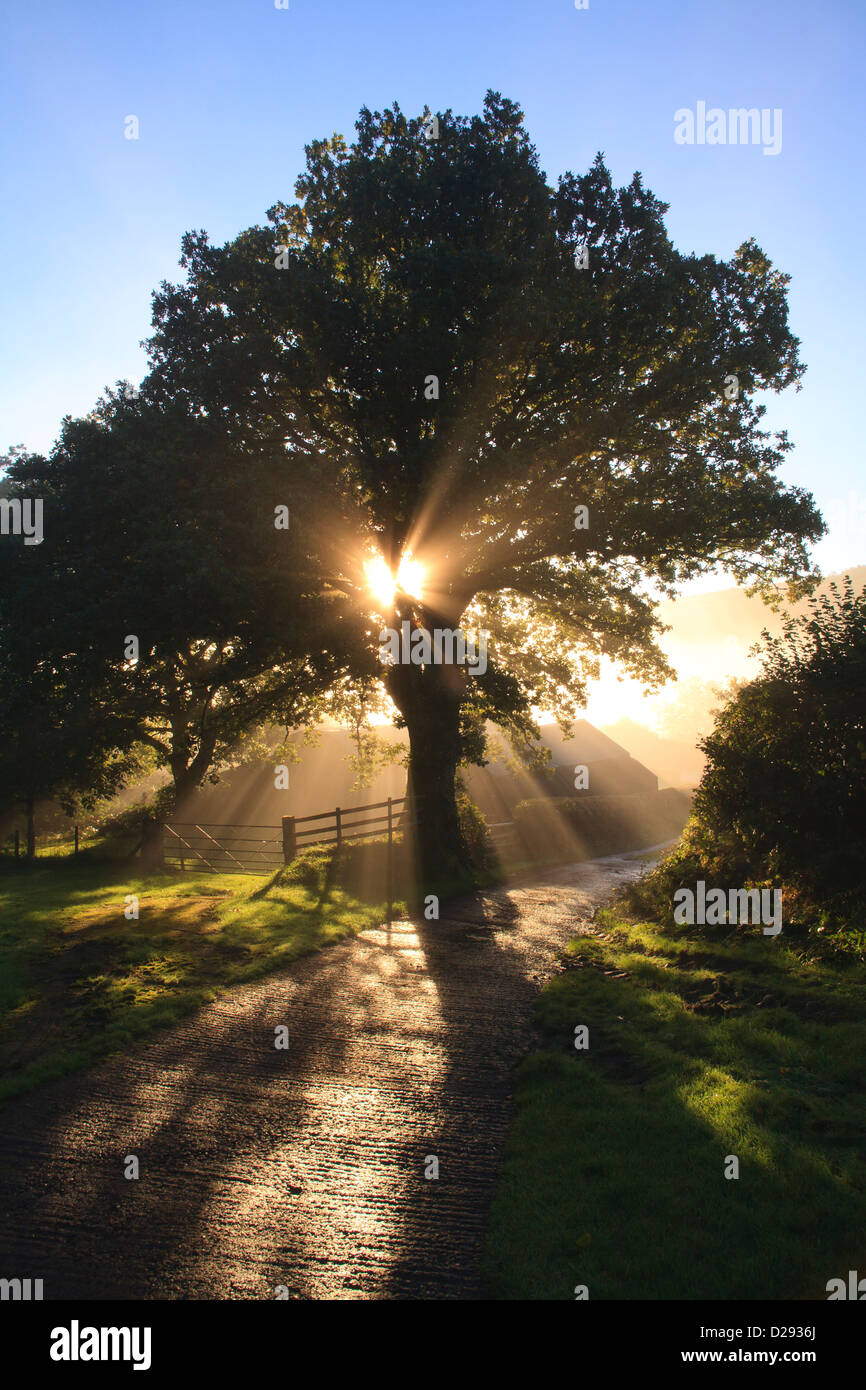 La luz del sol y la niebla a través de un roble albar (Quercus petraea) árbol en una granja. Powys, Gales. De octubre. Foto de stock