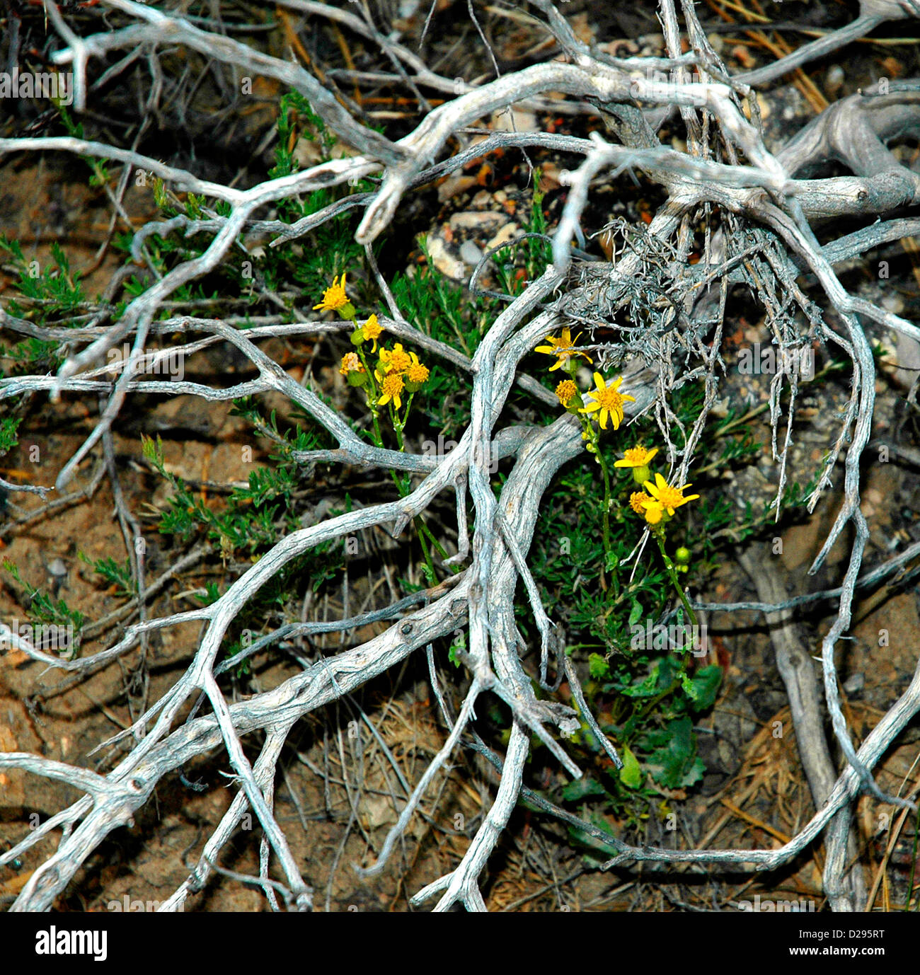 Flores Silvestres balsamroot arrowleaf Foto de stock