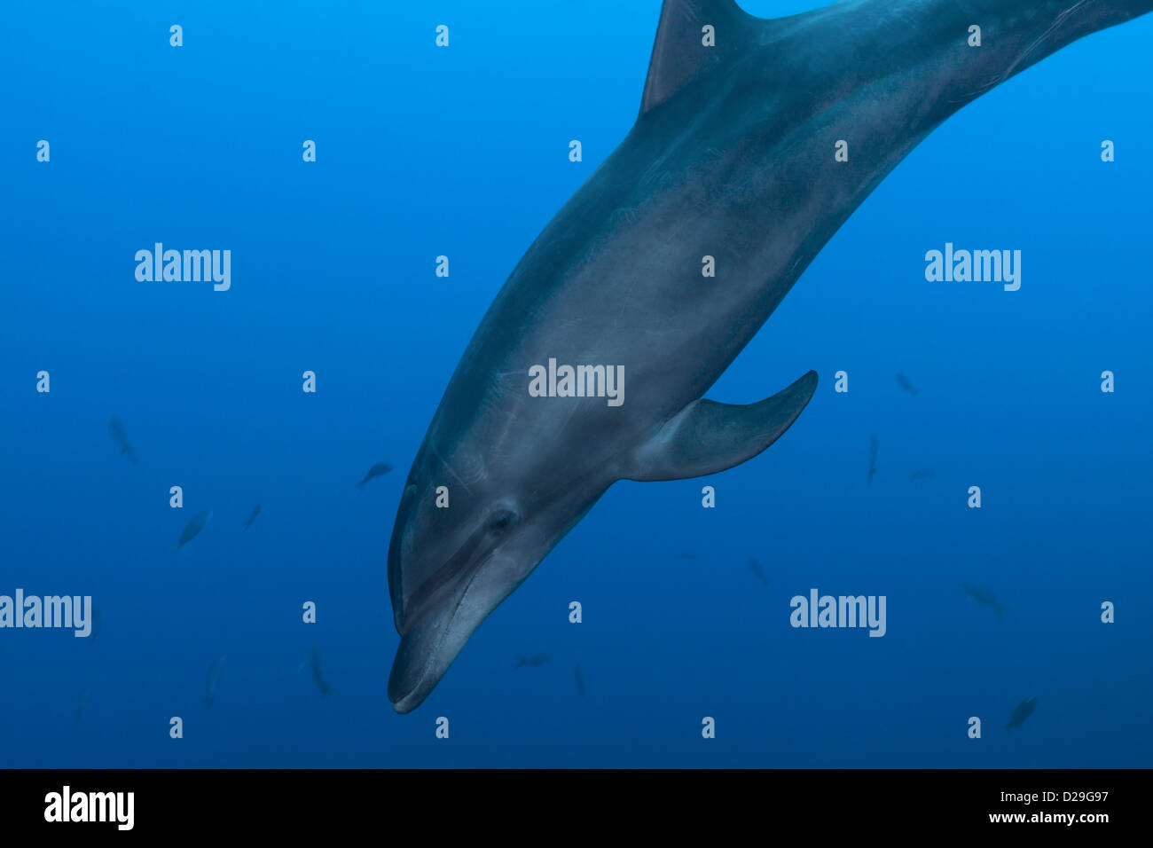 Un delfín mular (Tursiops truncatus) nadando en las aguas del Archipiélago de Revillagigedo, Las Cuevitas divesite, México Foto de stock