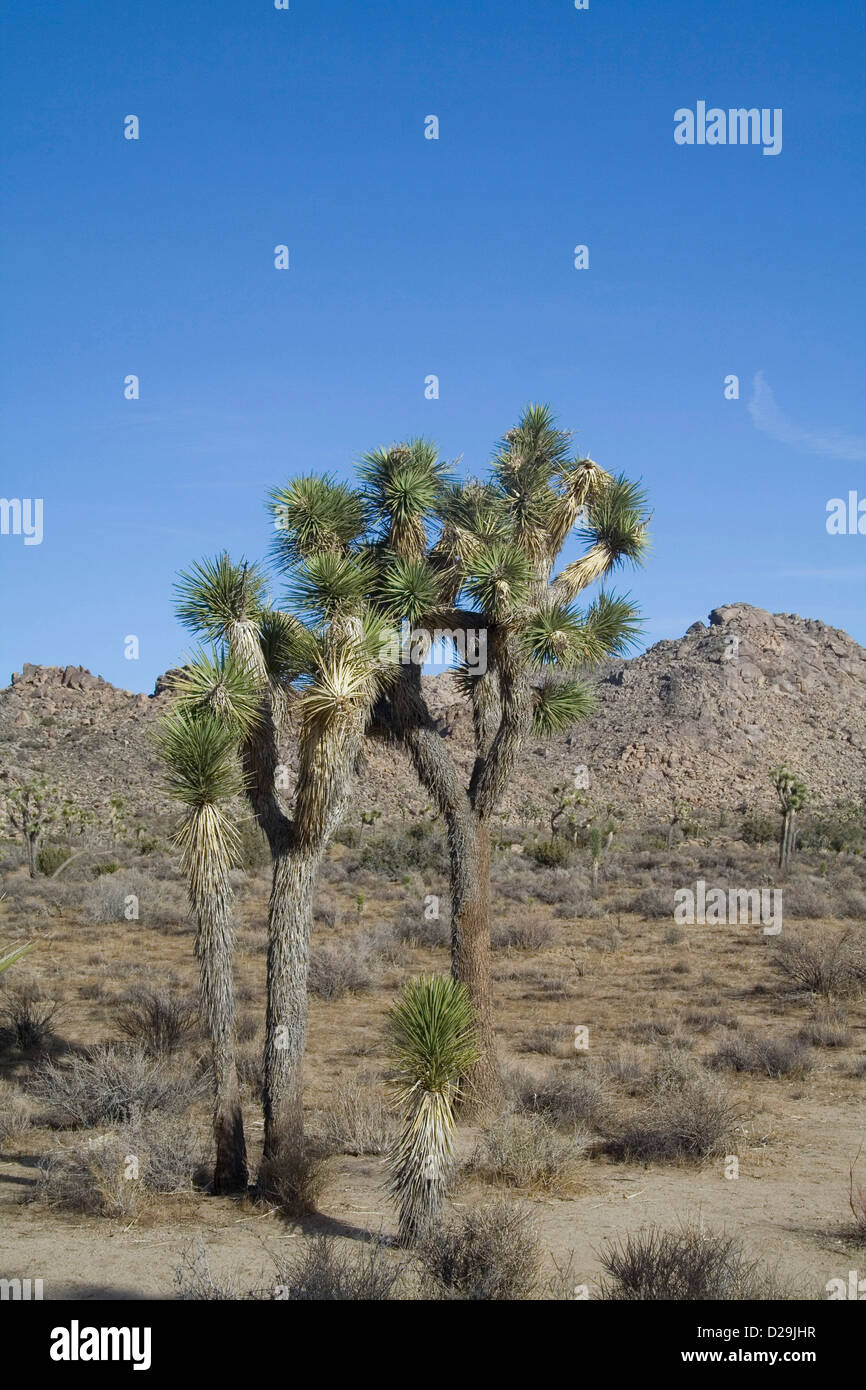 El Parque Nacional Joshua Tree Foto de stock