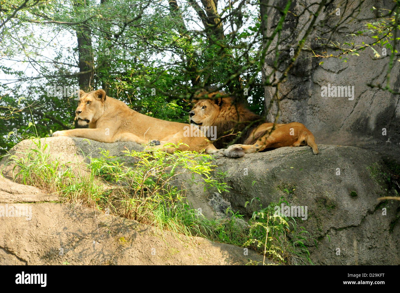 Los leones, Pittsburgh Zoo Foto de stock