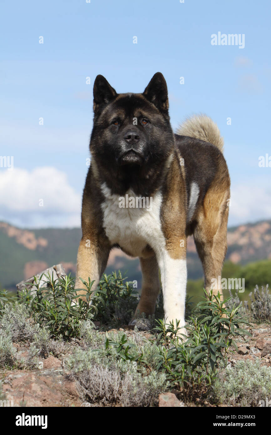 Perro Akita Americano / Gran Perro japonés permanente de adultos Fotografía  de stock - Alamy