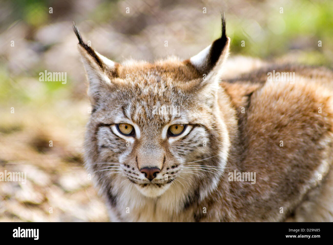 Cierre de un lince euroasiático - Lynx lynx Foto de stock