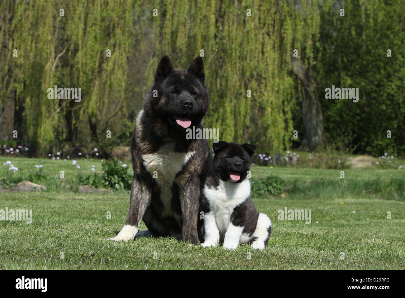 Akita negro fotografías e imágenes de alta resolución - Alamy