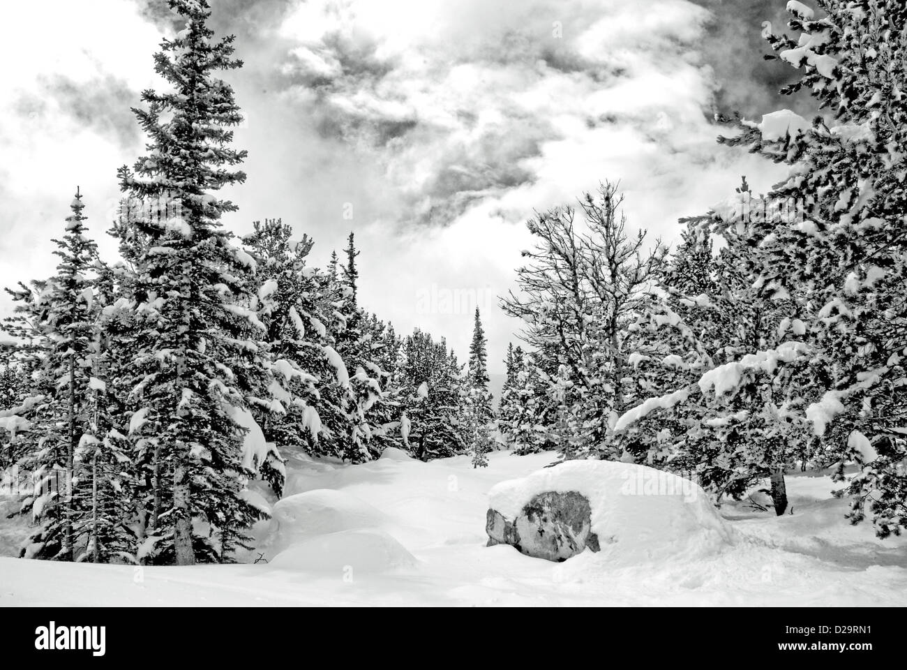 Cubiertas de nieve, coníferas, Rockies Foto de stock