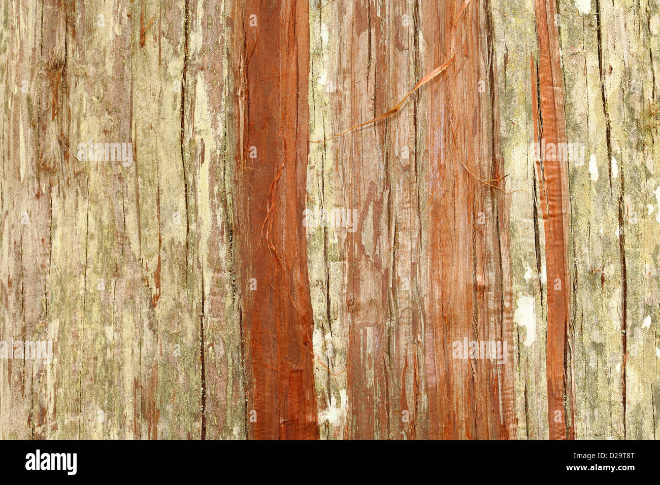 Textura de madera Foto de stock