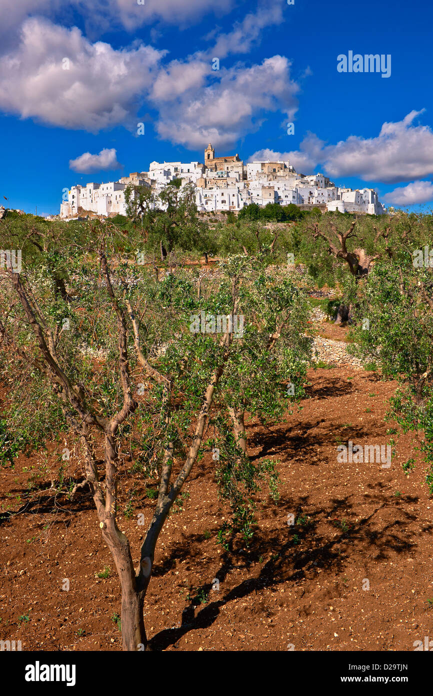Cerignola antiguos olivos de Ostuni, Puglia, Italia del Sur. Foto de stock