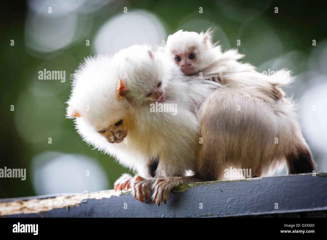 Titi Bebe Fotos E Imagenes De Stock Alamy Titi Bebe Fotos E Imagenes De Stock Alamy