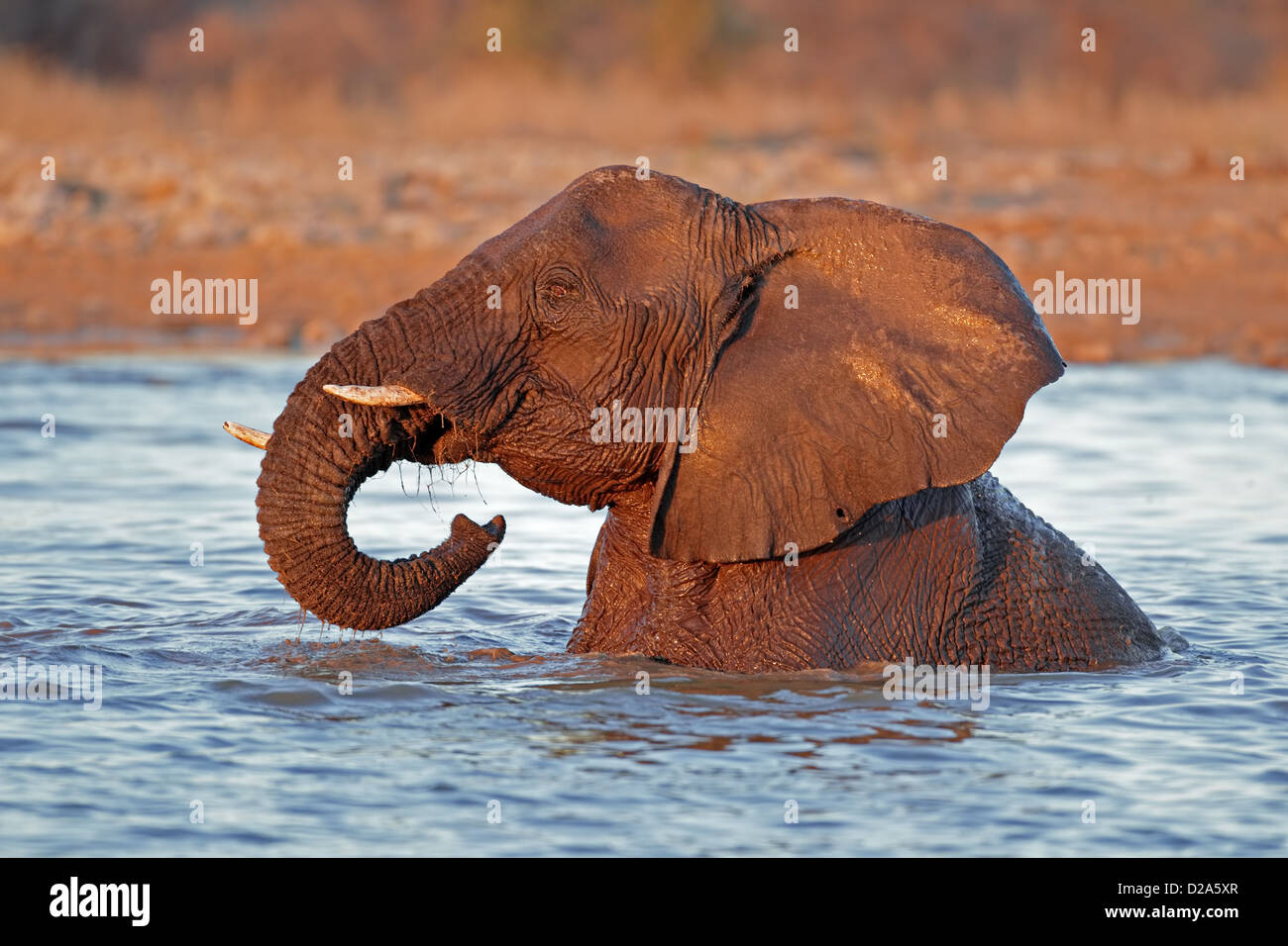Elefante africano (Loxodonta africana) jugando en el agua, el Parque Nacional de Etosha, Namibia Foto de stock