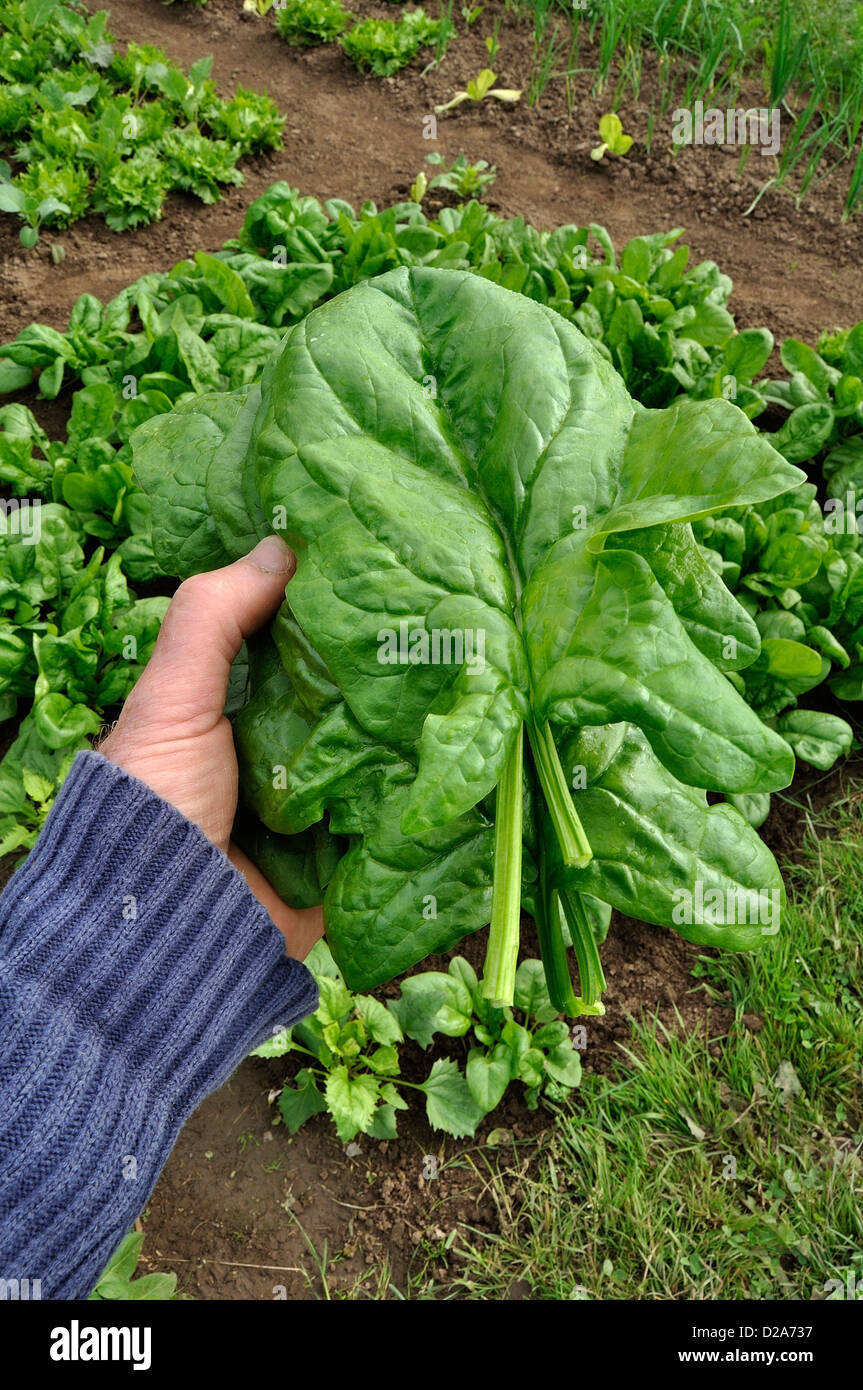 Cosechar la espinaca (Spinacia oleracea), variedad : 'Matador', en el huerto, en el mes de junio. Foto de stock