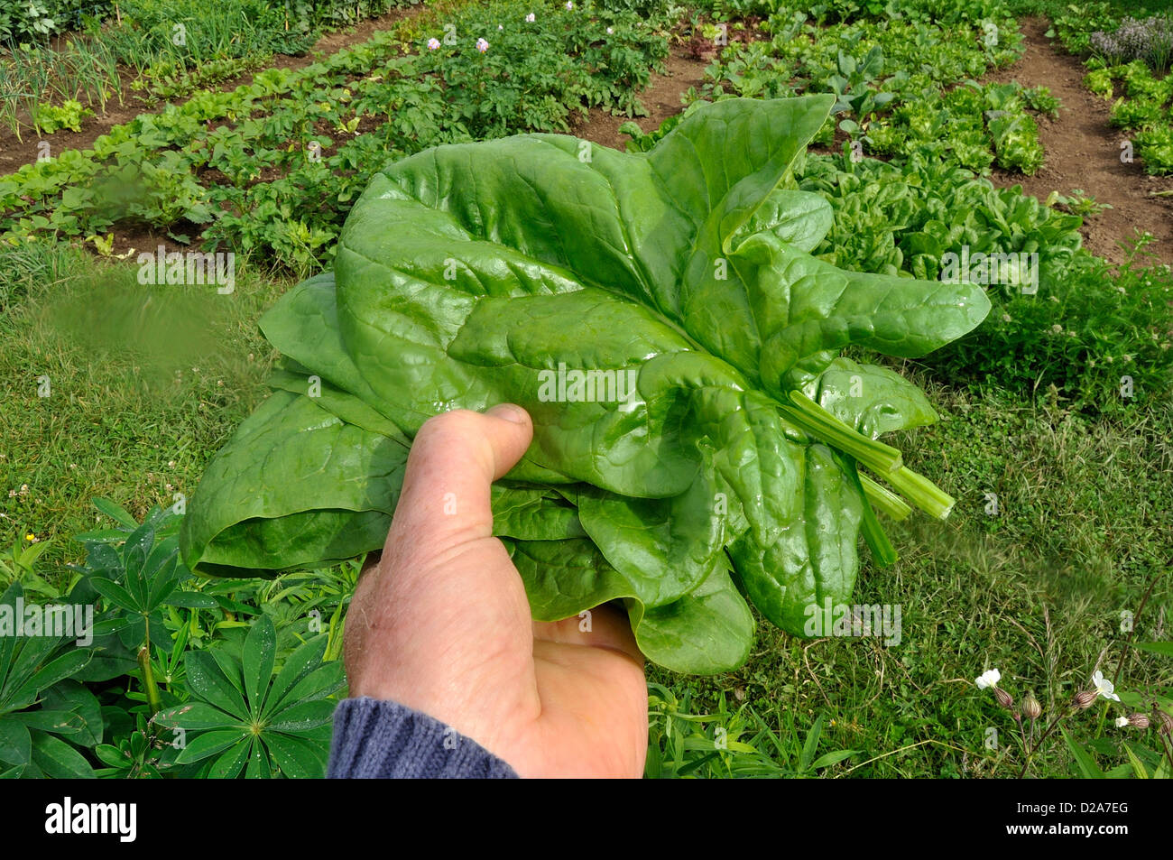 Cosechar la espinaca (Spinacia oleracea), variedad : 'Matador', en el huerto, en el mes de junio. Foto de stock