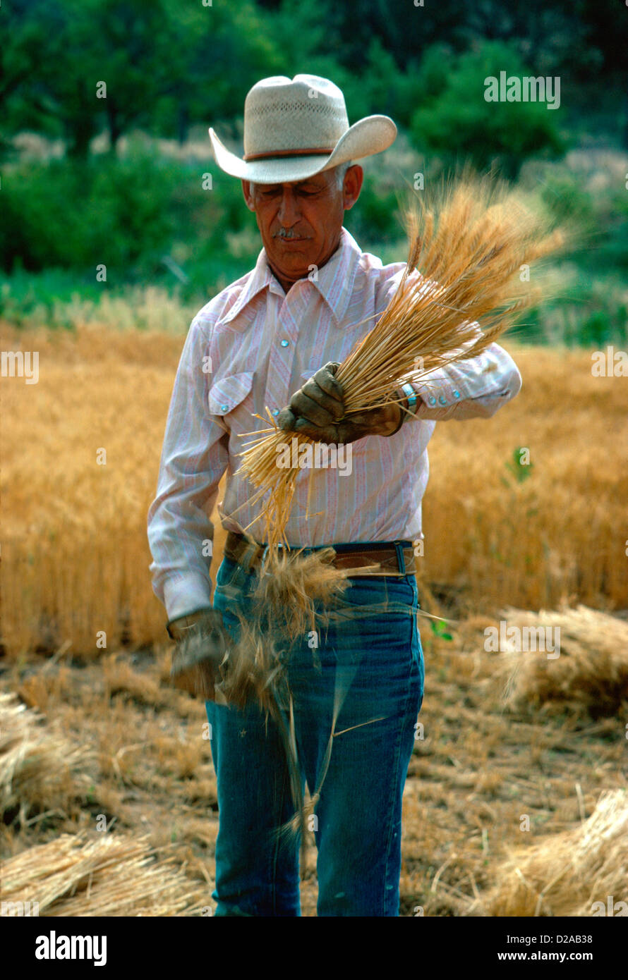 Santa Fe, Nuevo México, Las Golondrinas, Antigua Ciénega Village Museum. El hombre cortando el trigo. Foto de stock