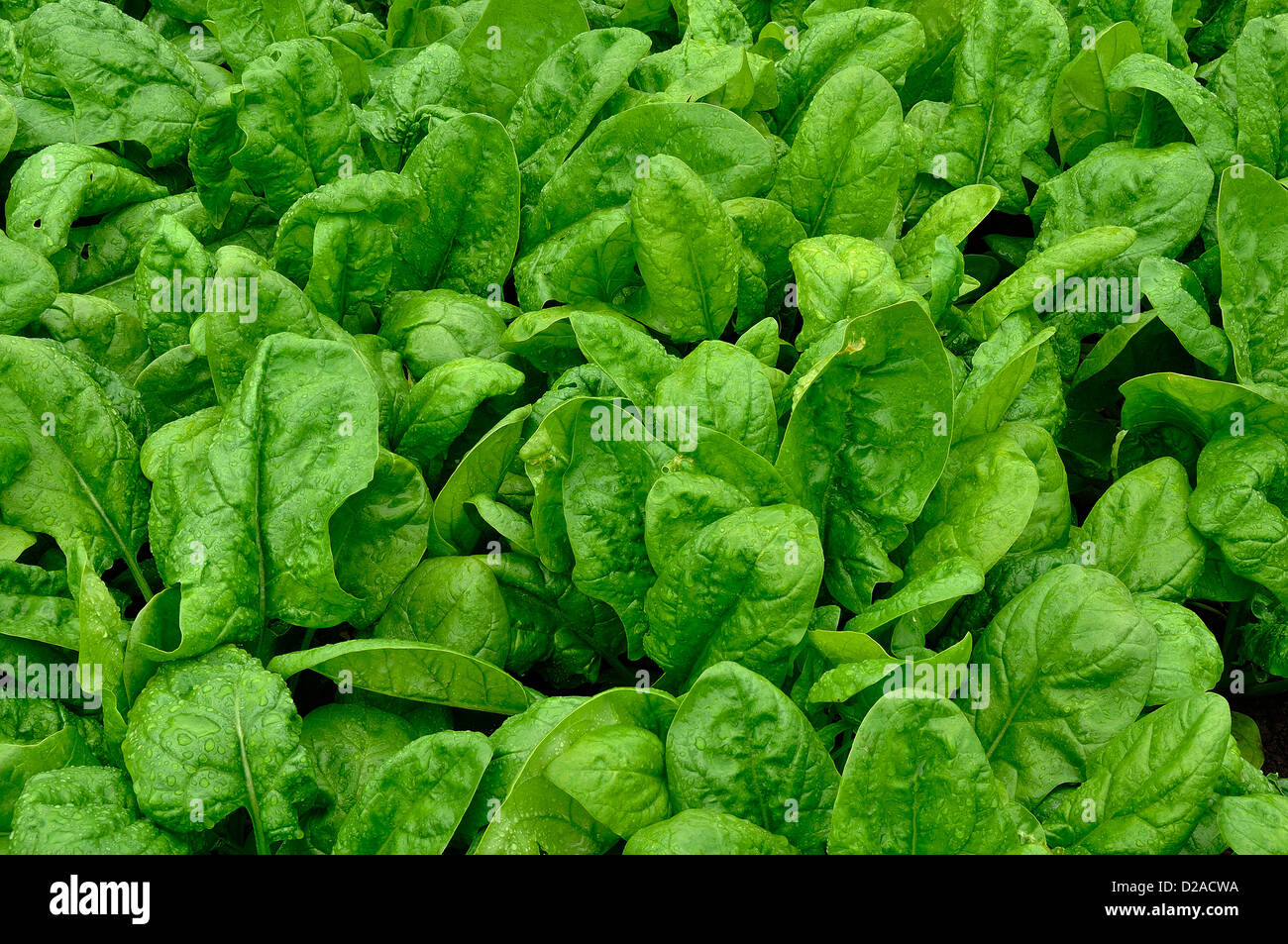 Lecho mixto de espinacas (Spinacia oleracea), variedad : 'Matador', en junio, en un jardín de vegetales. Foto de stock