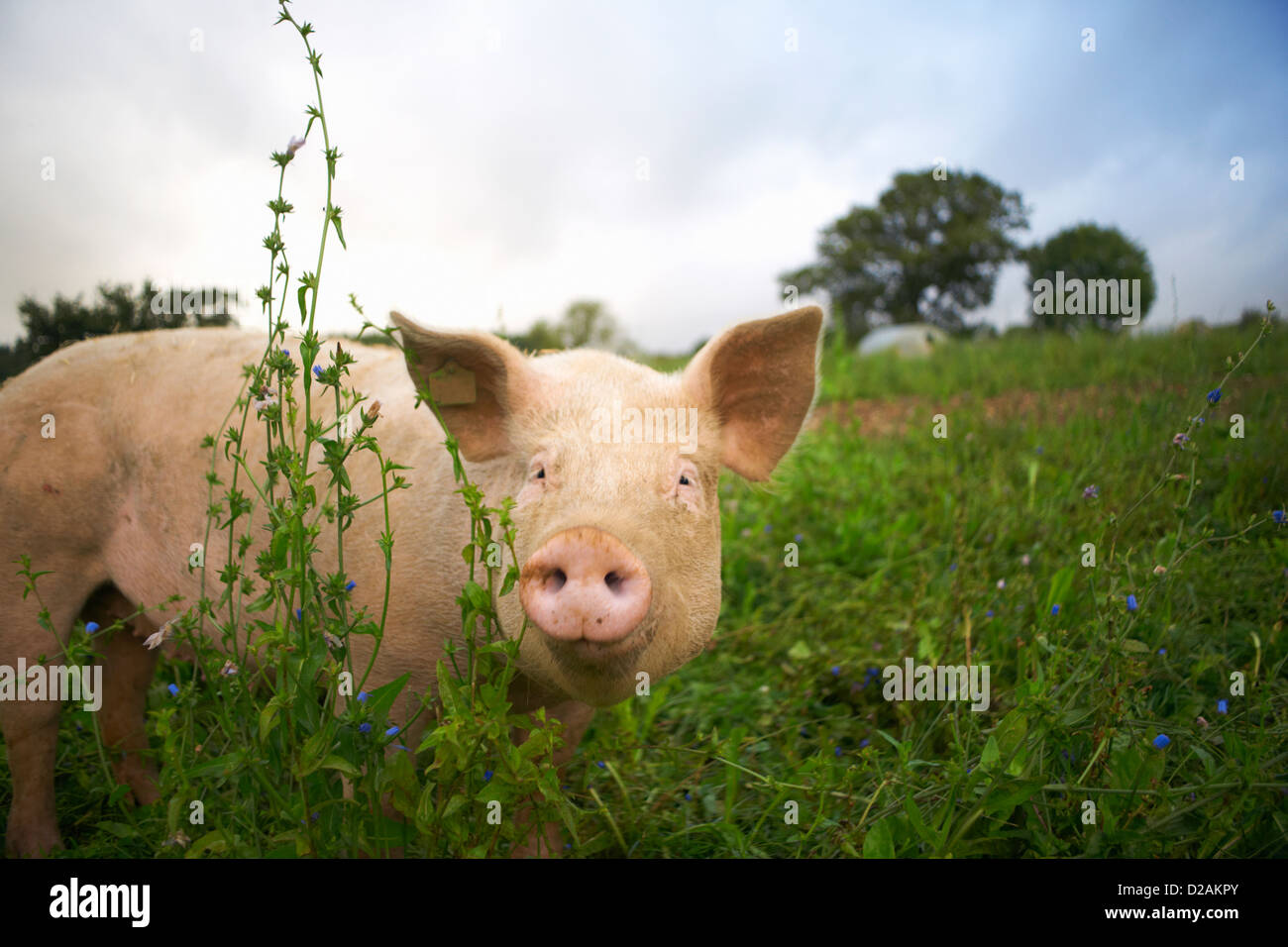 Cerdo caminando en el pasto alto Foto de stock
