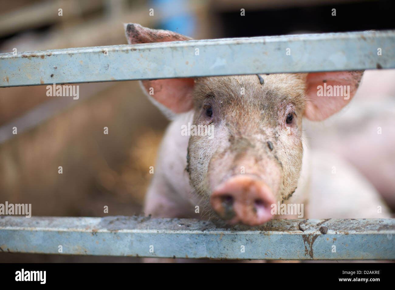 Cerdo asoma desde detrás de la valla Foto de stock