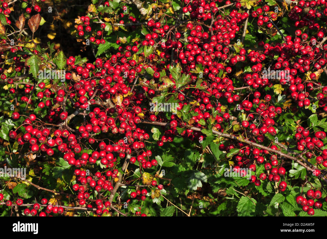Hawthorn bayas rojas en otoño UK Foto de stock
