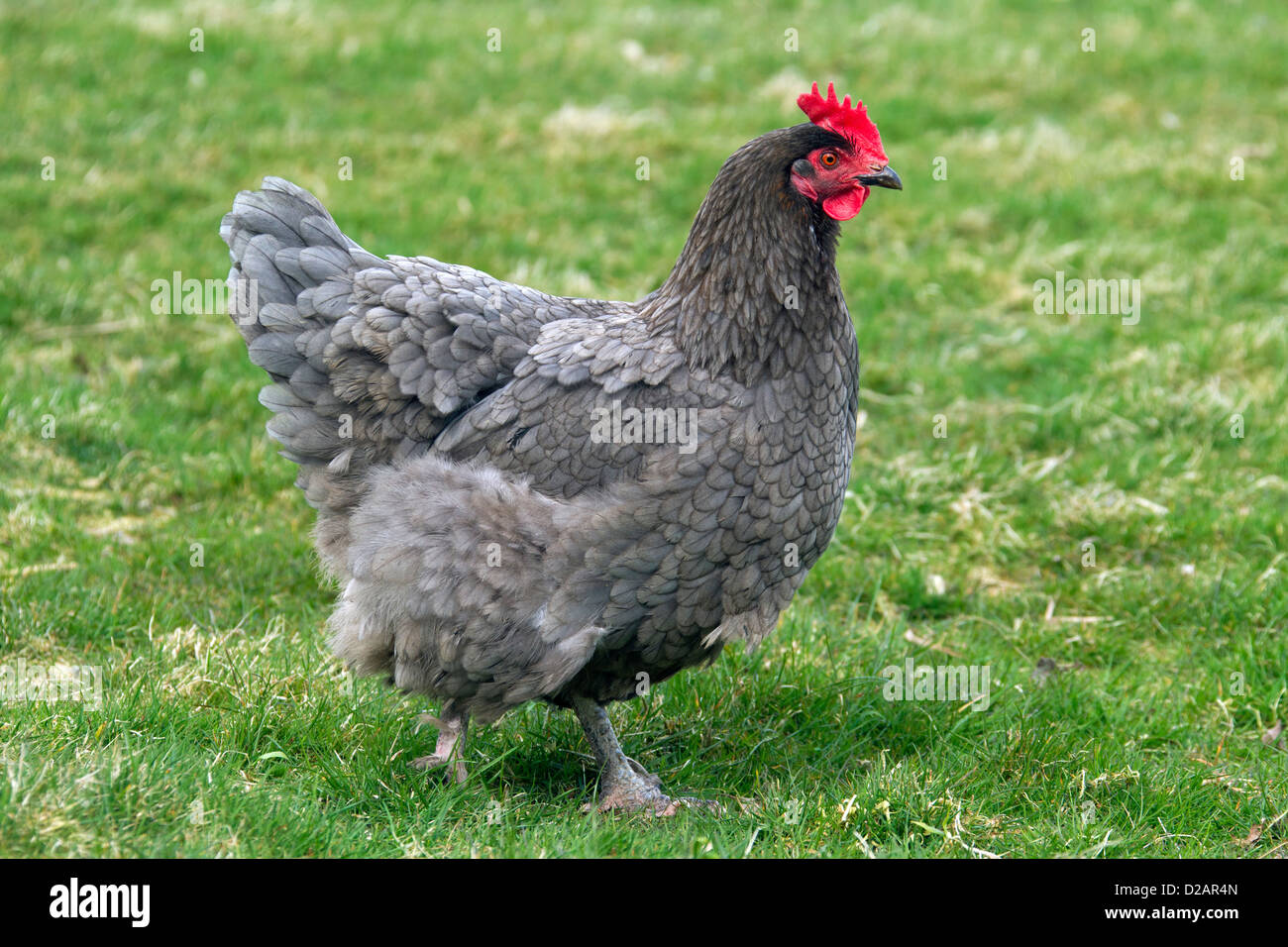 Gallina (Gallus gallus domesticus) retrato de gallina en la granja avícola Foto de stock