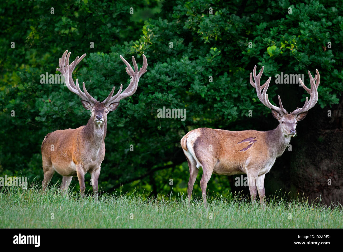 Dos ciervos ciervo rojo (Cervus elaphus) con cuernos cubiertos de terciopelo en verano, Dinamarca Foto de stock