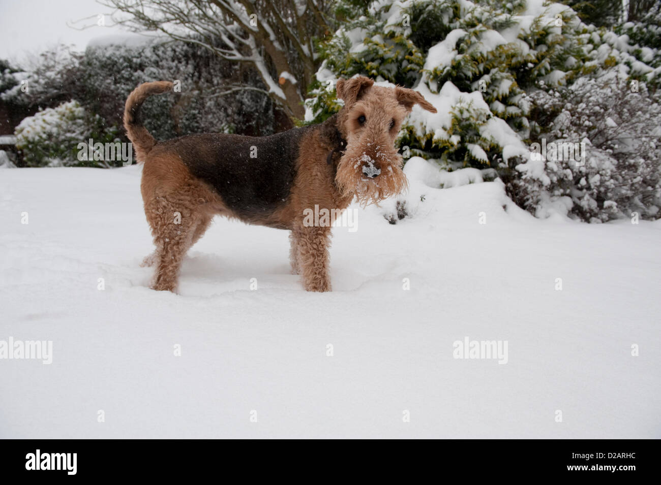 LICHFIELD, Staffordshire, Reino Unido. 18 de enero de 2013. Un Airedale Terrier Daisy juega en la nieve profunda, olfateando y empujando el polvo alrededor de su nariz. La nieve cayó a una profundidad de 8 a 10 pulgadas en la Catedral de Lichfield en Staffordshire. Foto de stock