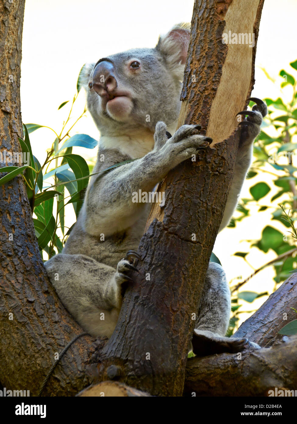 -El Koala- Animal australiano. Foto de stock