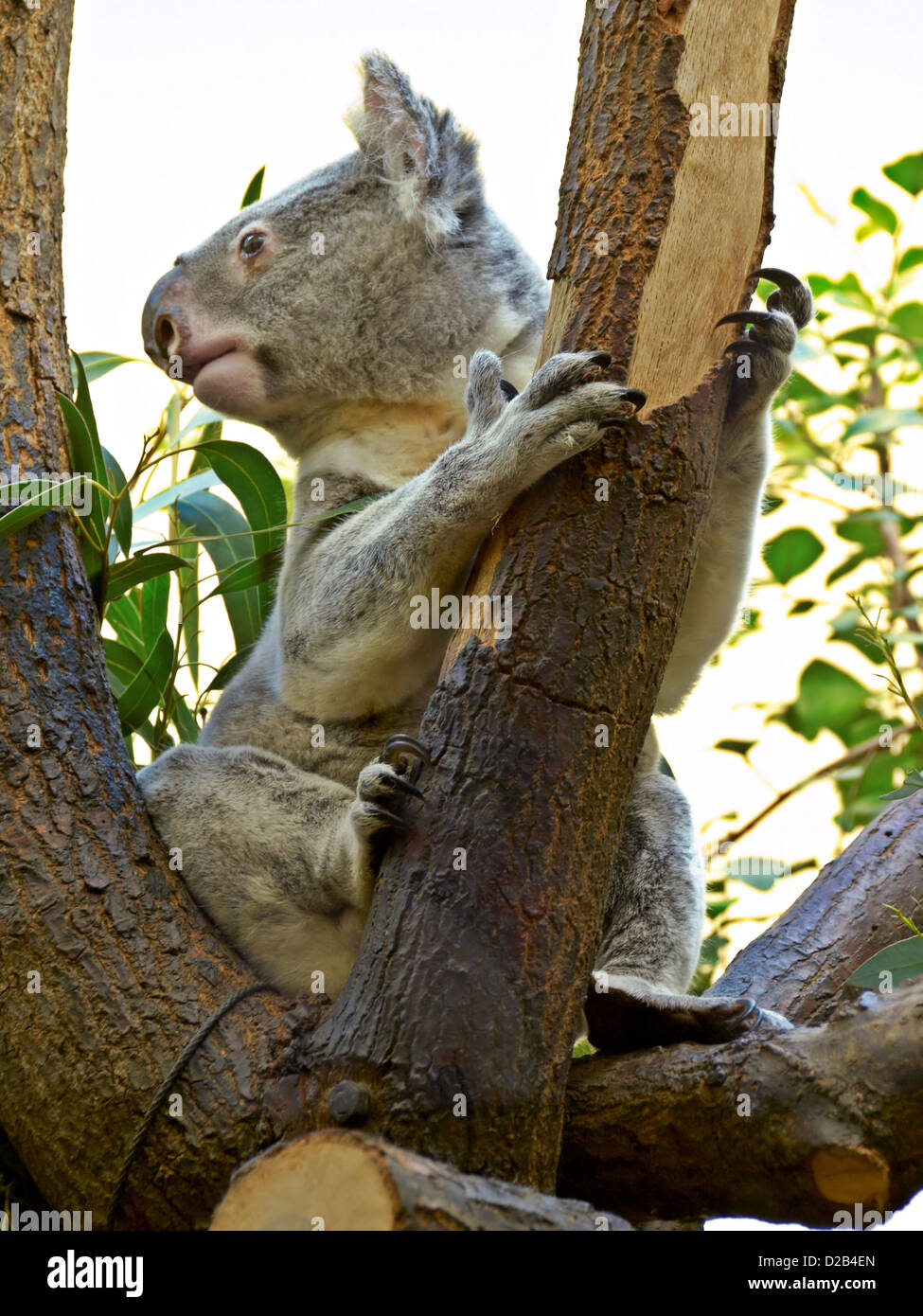 -El Koala- Animal australiano. Foto de stock