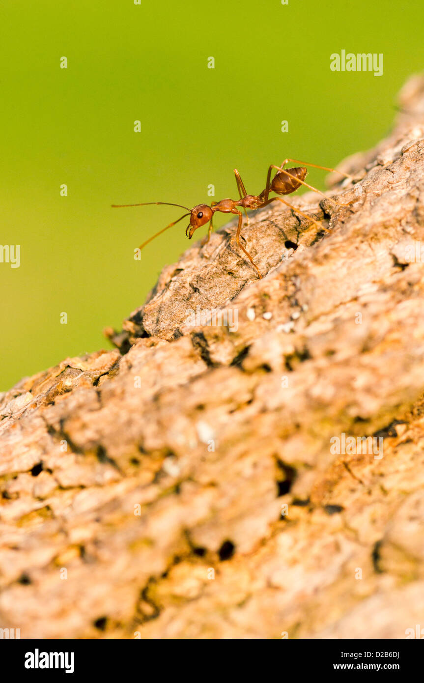 Macro de hormigas en la corteza del tronco, insectos de cerca. Foto de stock
