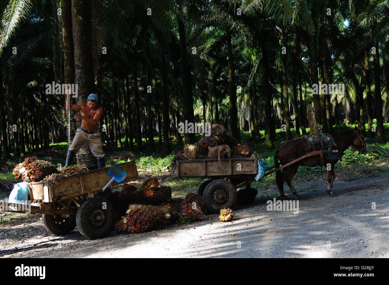 Cosecha de frutos de palma de aceite. La provincia de Puntarenas, cerca de Sierpe. Costa Rica Foto de stock