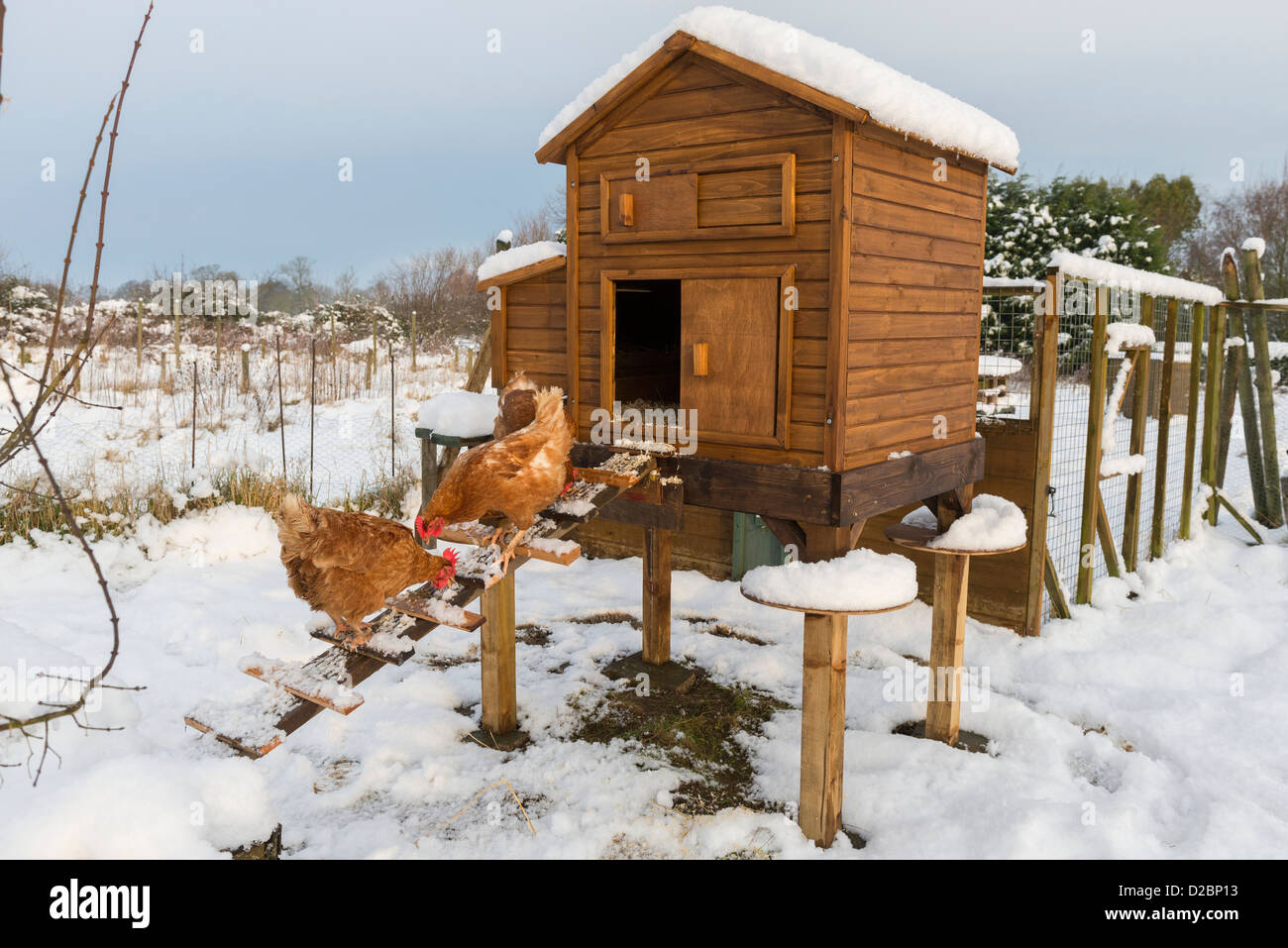 Pollos híbridos domésticos fuera cubierto de nieve sobre la habilitación del COOP, mostrando los discos de protección de rata, Inglaterra, enero Foto de stock