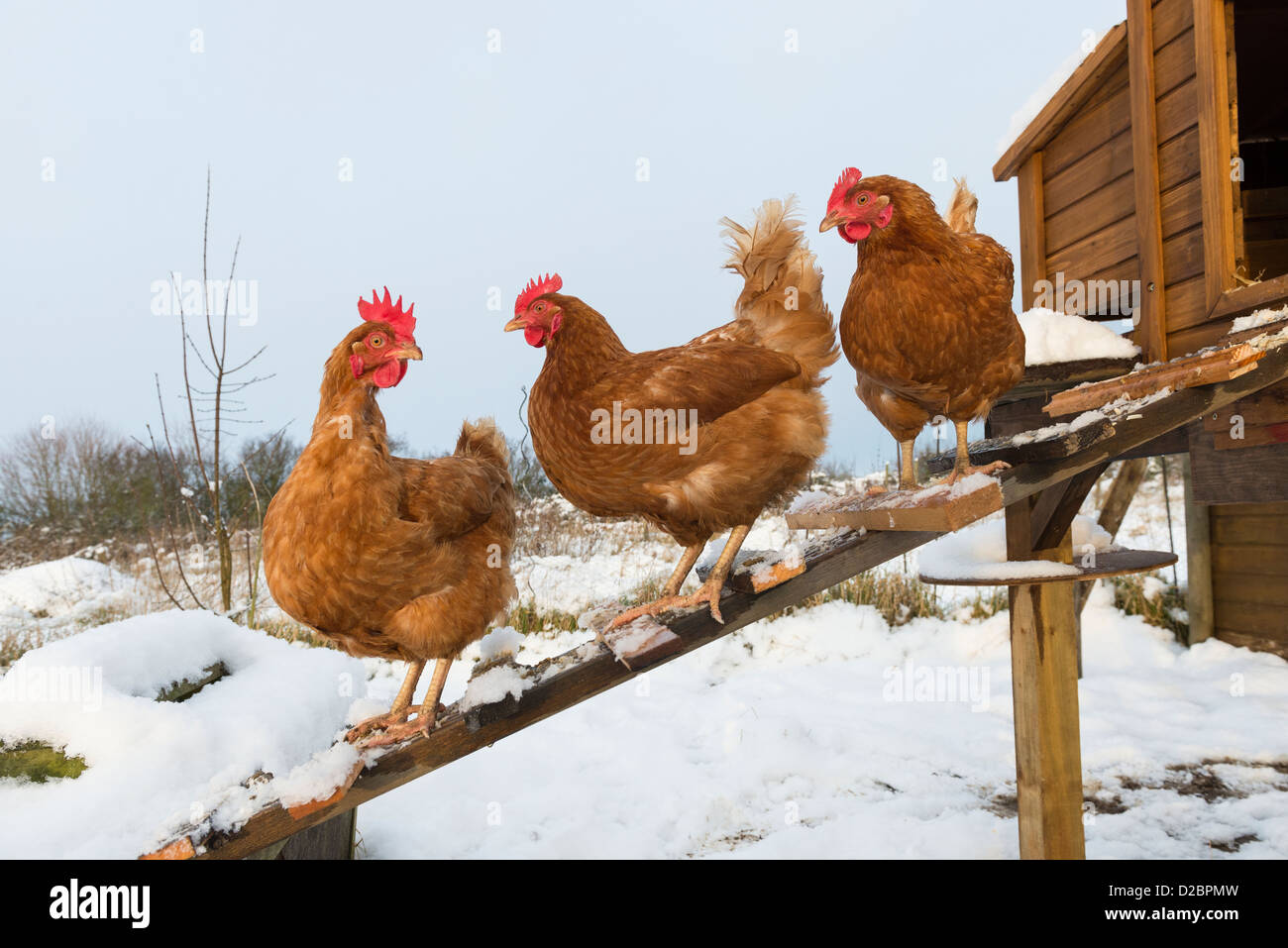 Pollos híbridos domésticos fuera cubierto de nieve sobre la habilitación del COOP, Inglaterra, enero Foto de stock