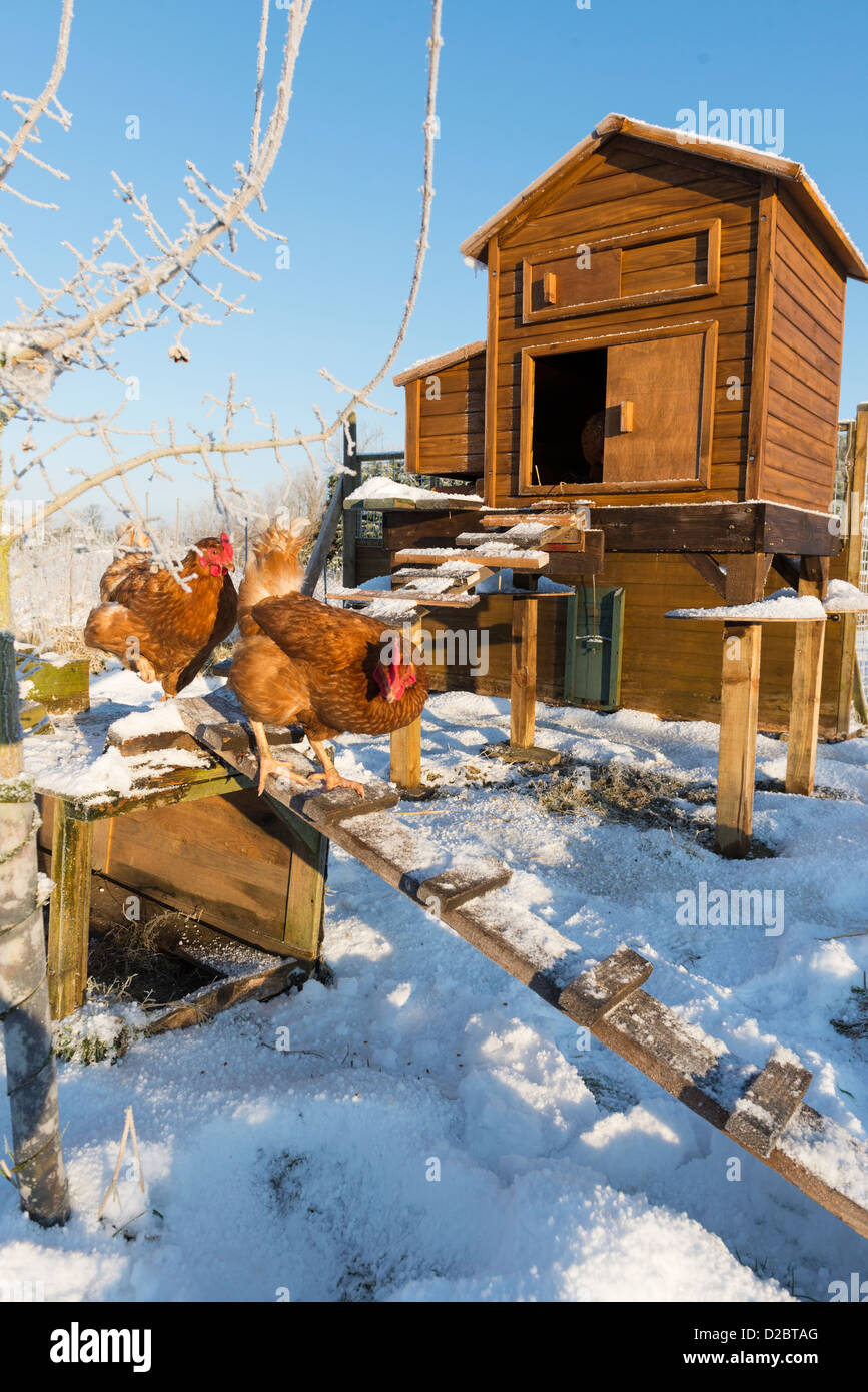 Pollos domésticos emeging sobre la habilitación de coop Foto de stock