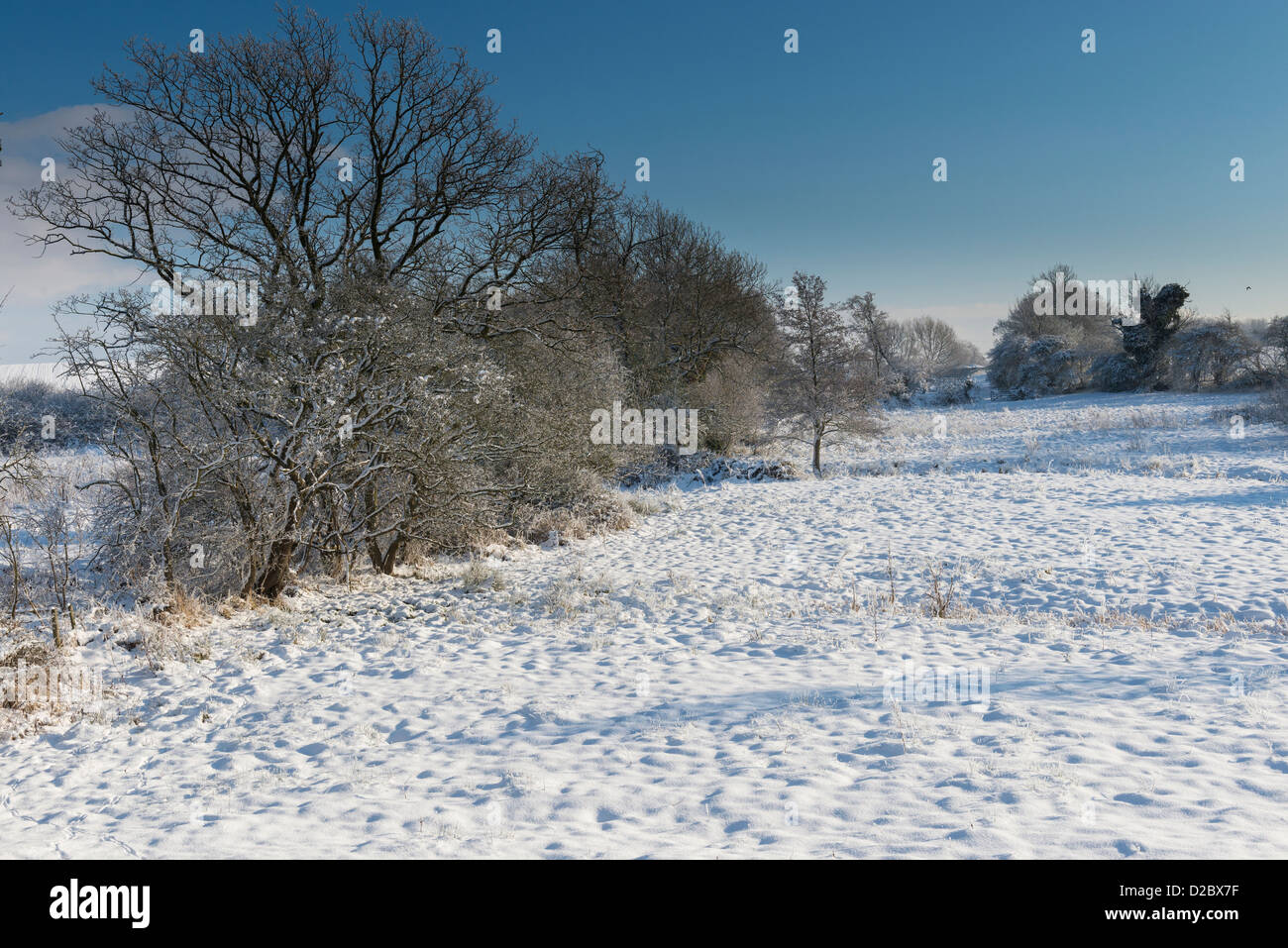 Los pastos cubiertos de nieve, la Lechuza (Hábitat), Norfolk, Inglaterra, enero Foto de stock
