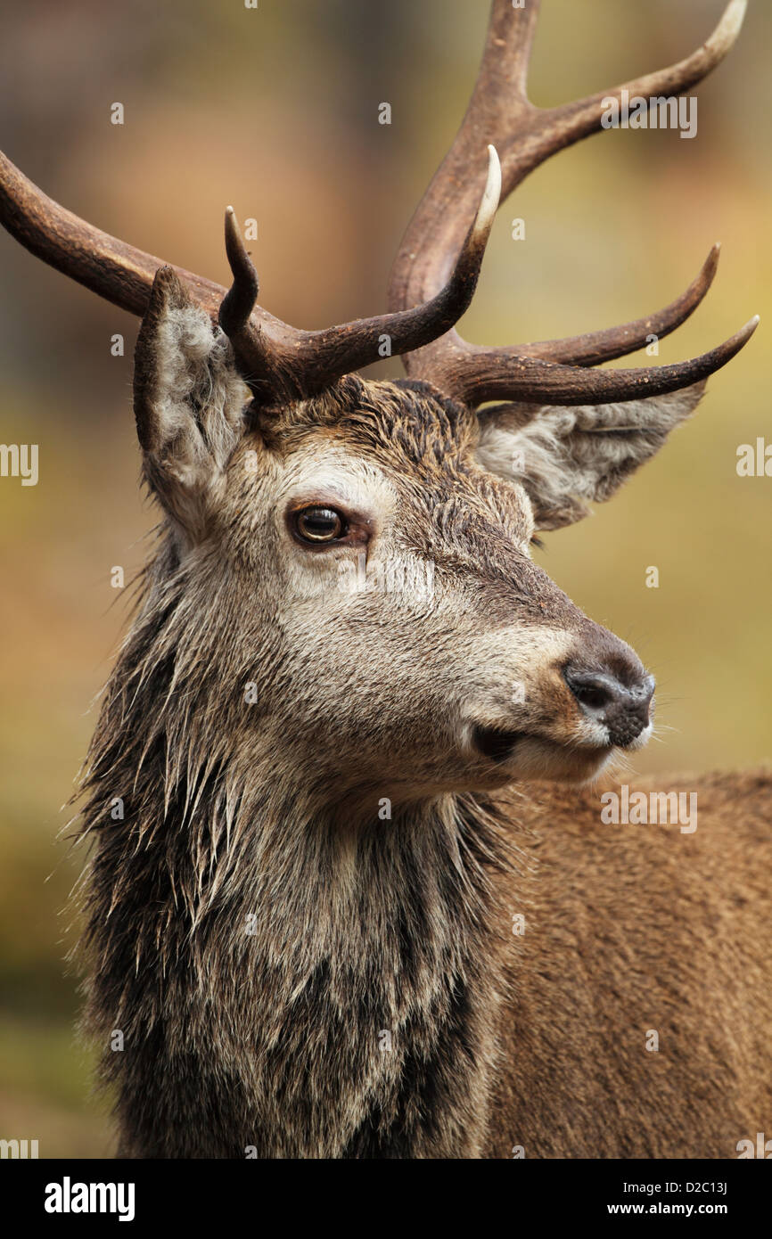 Joven ciervo el ciervo colorado (Cervus elaphus) cerrar la cosecha mostrando la cara, cabeza, cuello y cremallera Foto de stock
