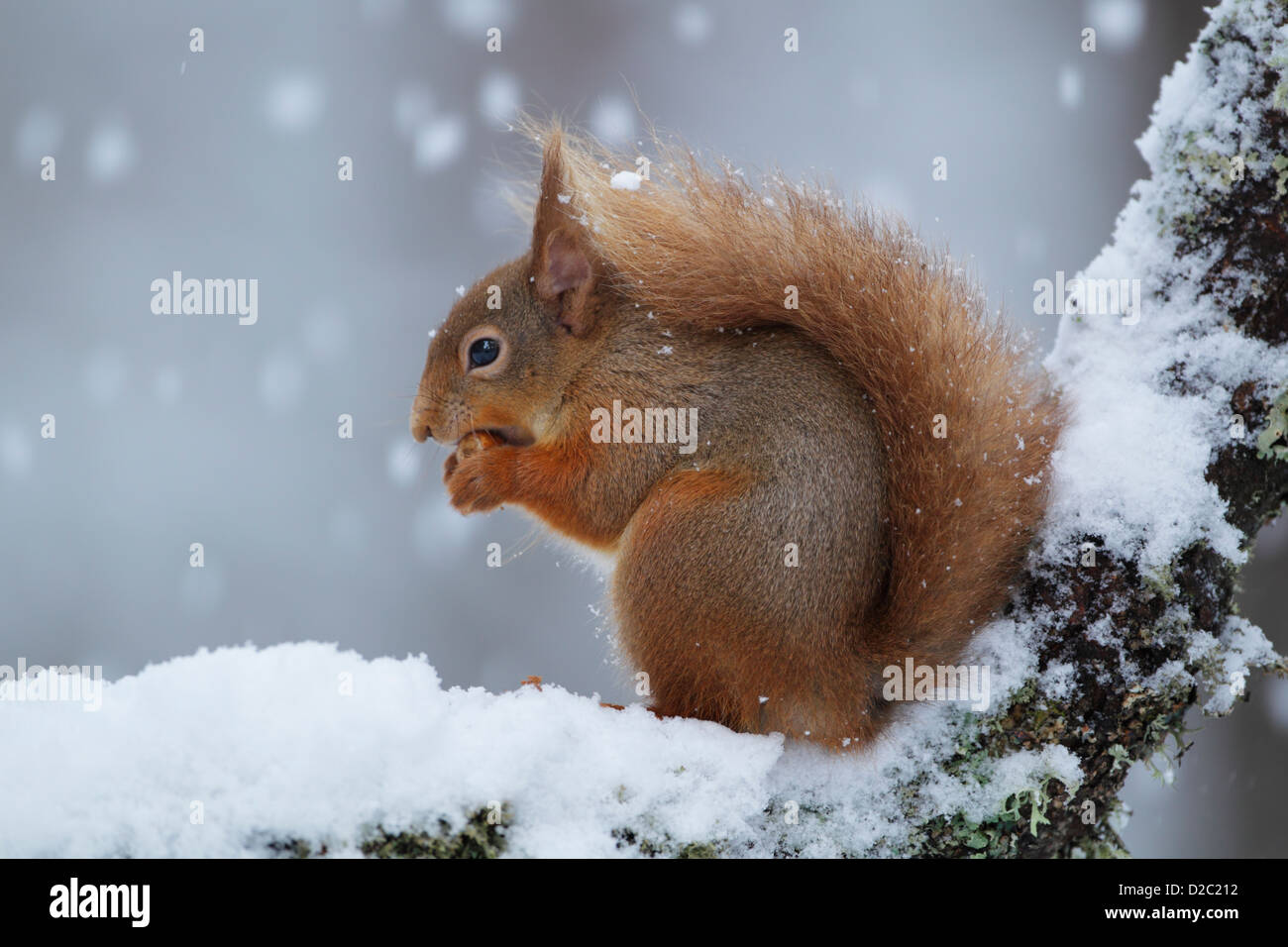 Ardilla roja (Sciurus vulgaris) se sentó sobre una rama cubierto de nieve mientras come Foto de stock