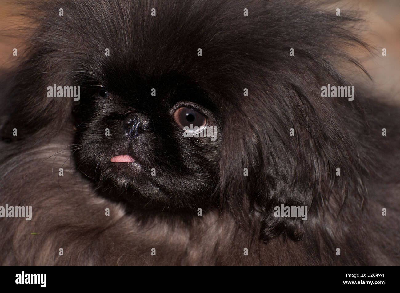 Disparo a la cabeza del cachorro pekinés negro Fotografía de stock - Alamy