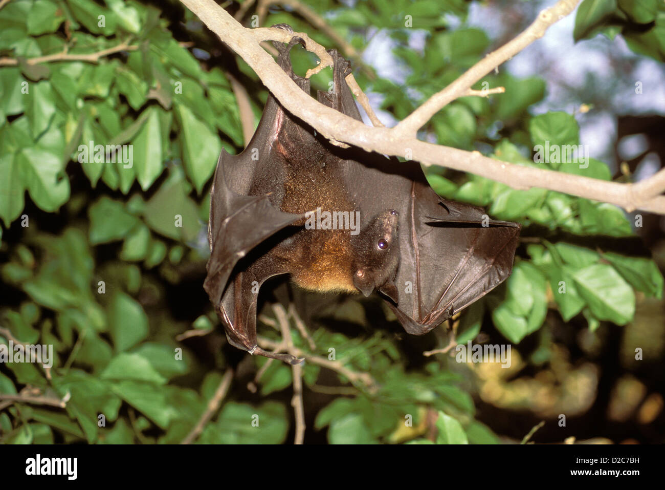 The largest bat species fotografías e imágenes de alta resolución - Alamy