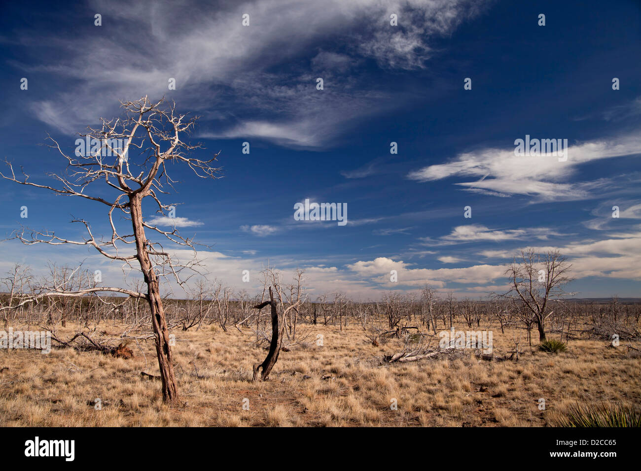 Los árboles muertos después de un incendio forestal en el Parque Nacional Mesa Verde en Colorado, Estados Unidos de América, EE.UU. Foto de stock