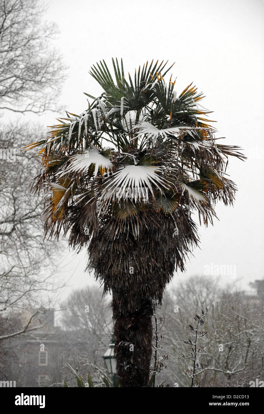 Brighton Sussex, Reino Unido el 20 de enero de 2013 - una palmera cubierta de nieve en Brighton esta mañana fotografía tomada por Simon Dack. Alamy Live News Foto de stock