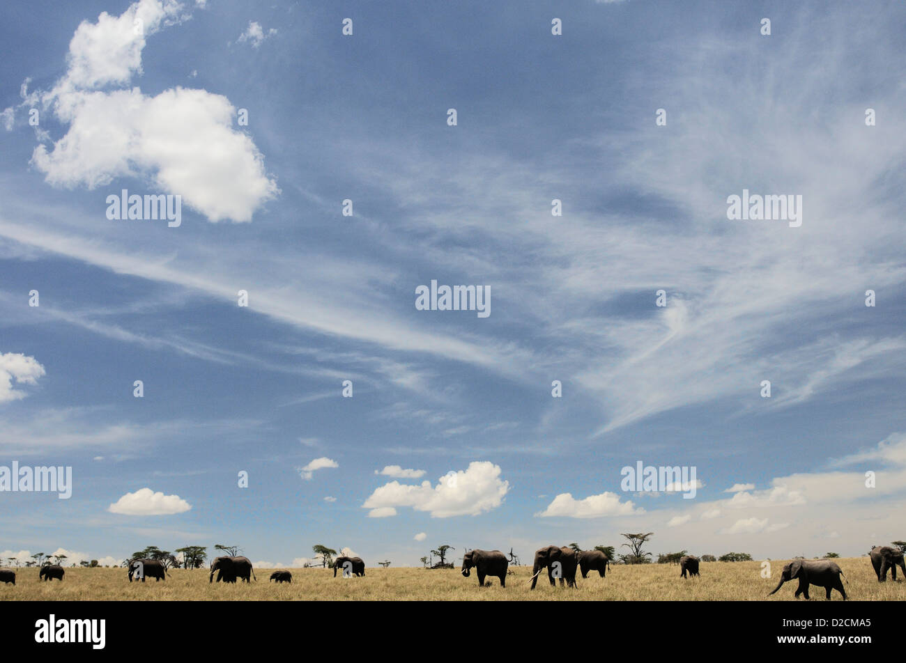 Los elefantes pastando bajo un enorme cielo Foto de stock