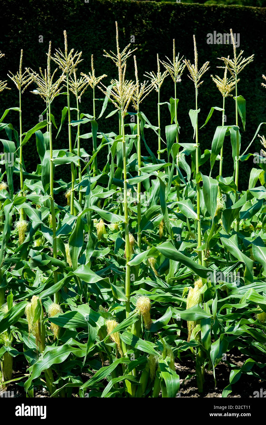 El maíz (el maíz dulce) creciendo en West Dean Gardens, Chichester, West Sussex, UK Foto de stock
