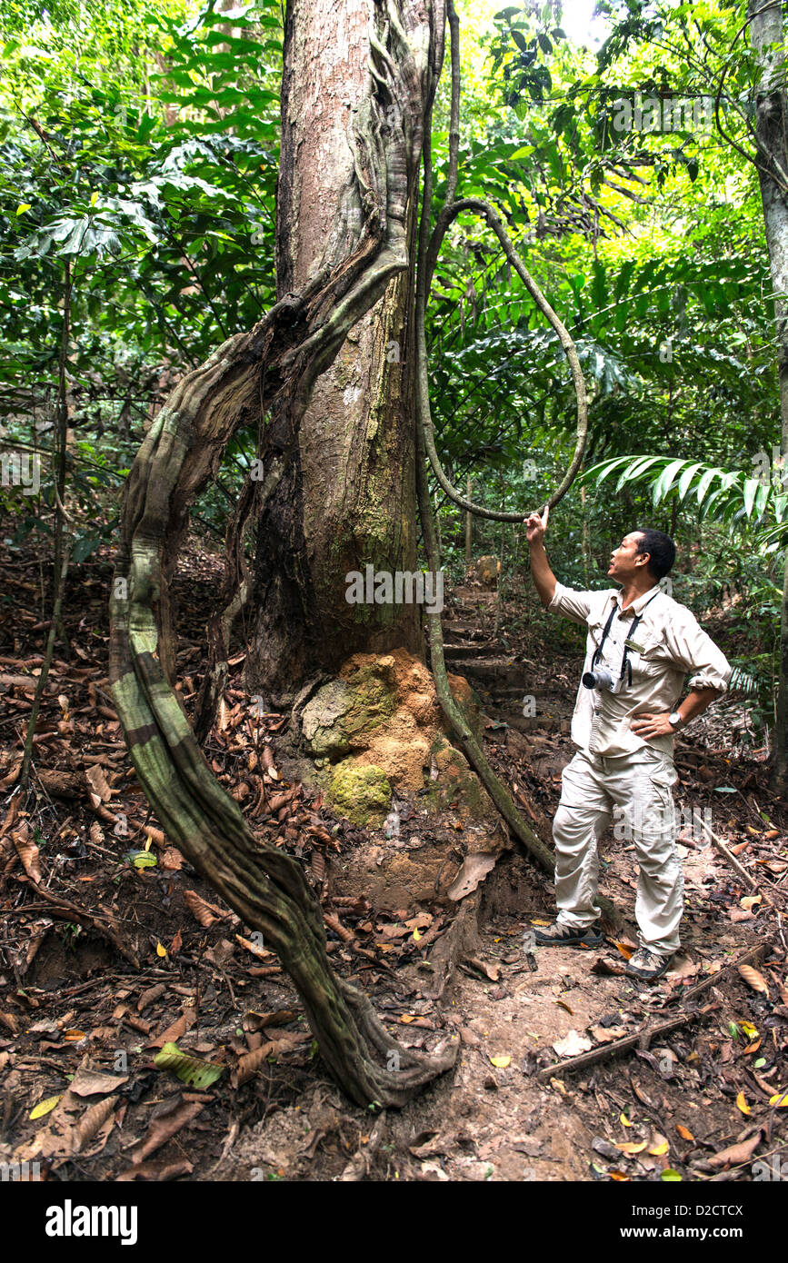 Comprobar el estado de la guía forestal de árboles en entonces sub bosque tropical en la Isla de Gaya Sabah Borneo Malasia Foto de stock