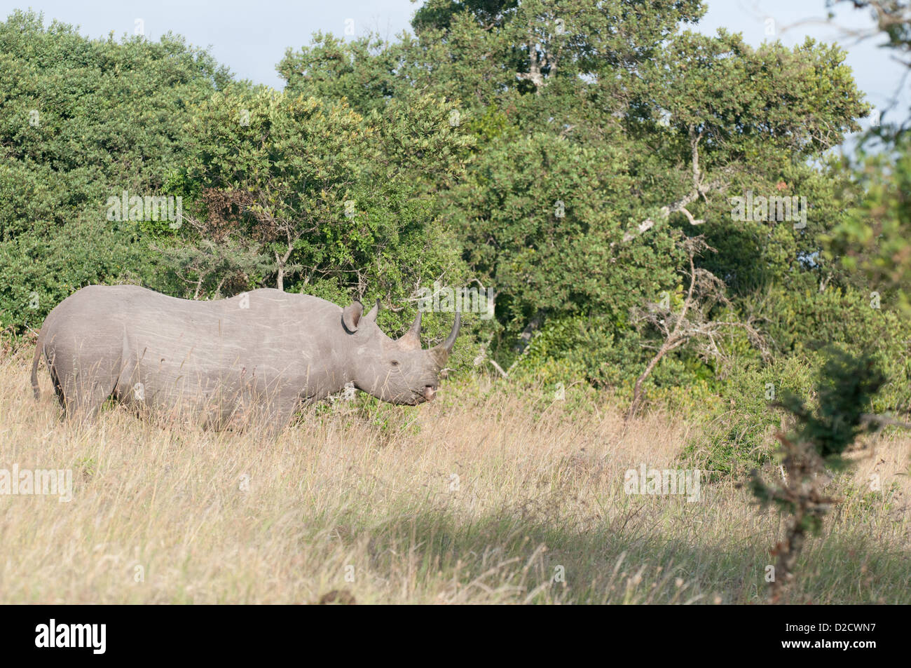 El rinoceronte negro se desplazan a lo largo de la hierba en el borde de un bosque, visto desde su lado derecho Foto de stock